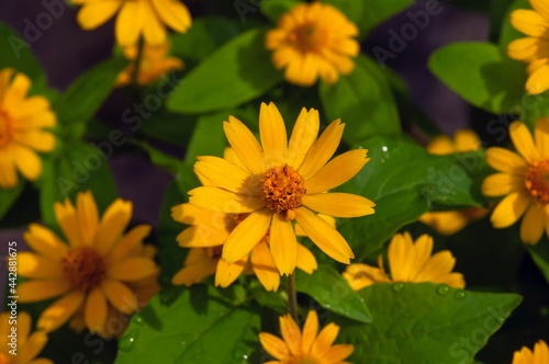Melampodium Butter Daisy, mini sun flower, yellow flower Rudbeckia, Heliopsis helianthoides