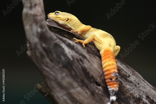 Leopard gecko is a ground-dwelling lizard native to the rocky dry grassland and desert regions of Afghanistan, Iran, Pakistan, India, and Nepal. 