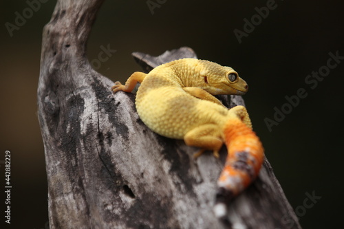 Leopard gecko is a ground-dwelling lizard native to the rocky dry grassland and desert regions of Afghanistan  Iran  Pakistan  India  and Nepal. 