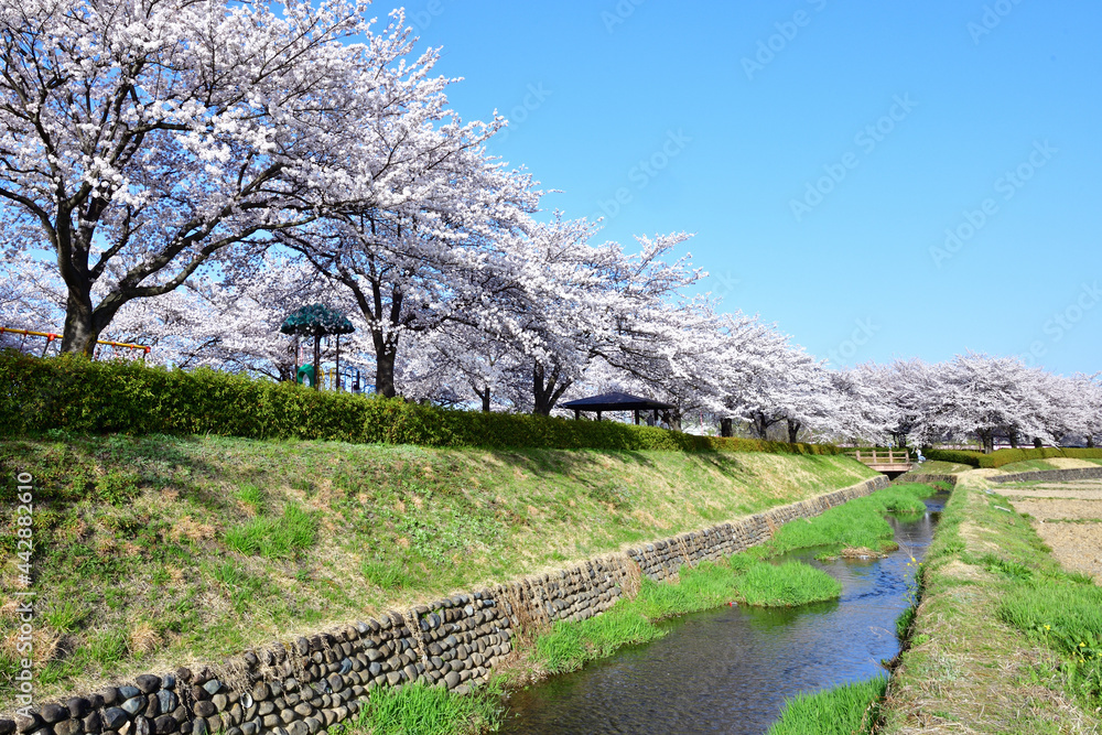 桜並木
