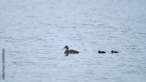 Eider duck with ducklings photo