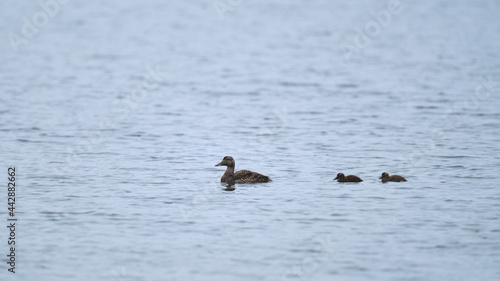 Canvastavla Eider duck with ducklings
