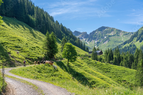 happy senior woman riding her electric mountain bike up to the famous mountain village of Damuels, meeting a herd of cows, in the Bregenz Forest mountain of Vorarlberg, Austria