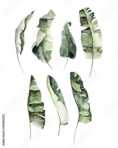 Watercolor floral composition. Hand painted tropical banana leaves, palm branches, green monstera, jungle leaf - bouquet set. Isolated on white background. Botanical illustration for design, print