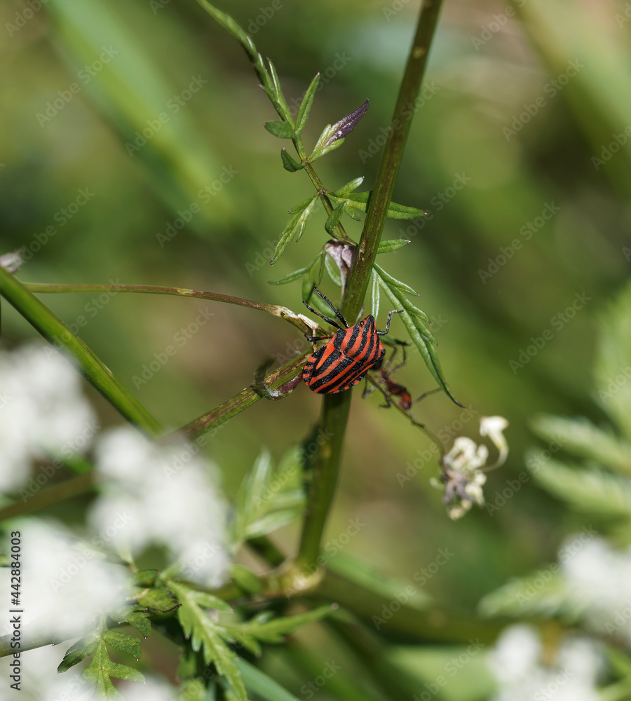 Graphosoma italicum | Graphosome d'Italie ou punaise arlequin, insecte ...