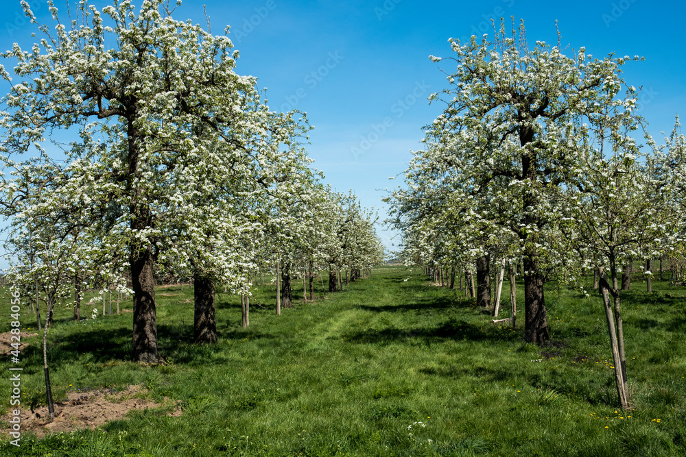 Orchard with flowering pears