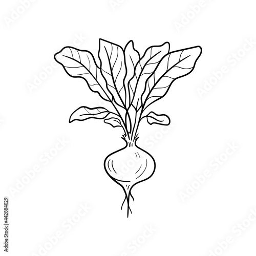 Beet Line vector illustration. Detailed Food icon for mobile concept, print, menu, and web apps. For for restaurant, bar, vegan, healthy and organic food, market, farmers market.