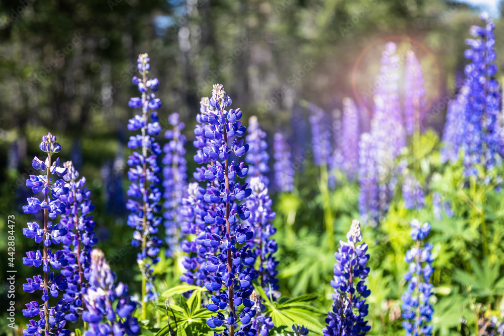beautiful lupin flowers grow in the forest thicket beautiful lupin flowers grow in the forest thicket