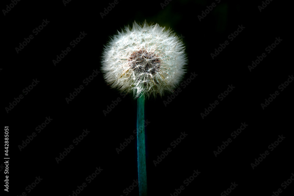 Dandelion with green stalk on black background