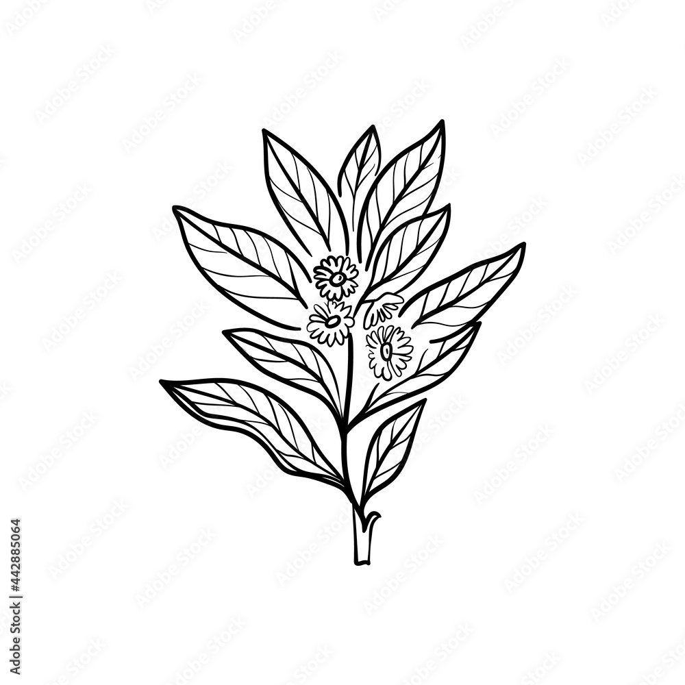 Anise leaves Line vector illustration. Detailed Food icon for mobile concept, print, menu, and web apps. For for restaurant, bar, vegan, healthy and organic food, market, farmers market.