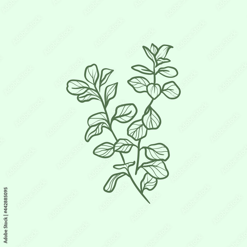 Marjoram Line vector illustration. Detailed Food icon for mobile concept, print, menu, and web apps. For for restaurant, bar, vegan, healthy and organic food, market, farmers market. Marjoram Line vector illustration. Detailed Food icon for mobile concept, print, menu, and web apps. For for restaurant, bar, vegan, healthy and organic food, market, farmers market.