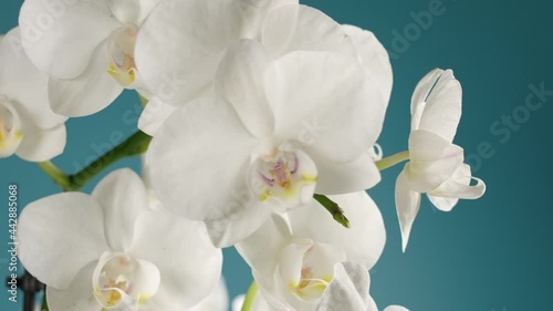 Close-up view 4k stock video footage of beautiful blooming with white fresh flowers tropical orchid phalaenopsis houseplant isolated on blue wall background photo
