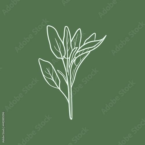 Sage herb Line vector illustration. Detailed Food icon for mobile concept, print, menu, and web apps. For for restaurant, bar, vegan, healthy and organic food, market, farmers market.