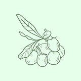Goji berry Line vector illustration. Detailed Food icon for mobile concept, print, menu, and web apps. For for restaurant, bar, vegan, healthy and organic food, market, farmers market.