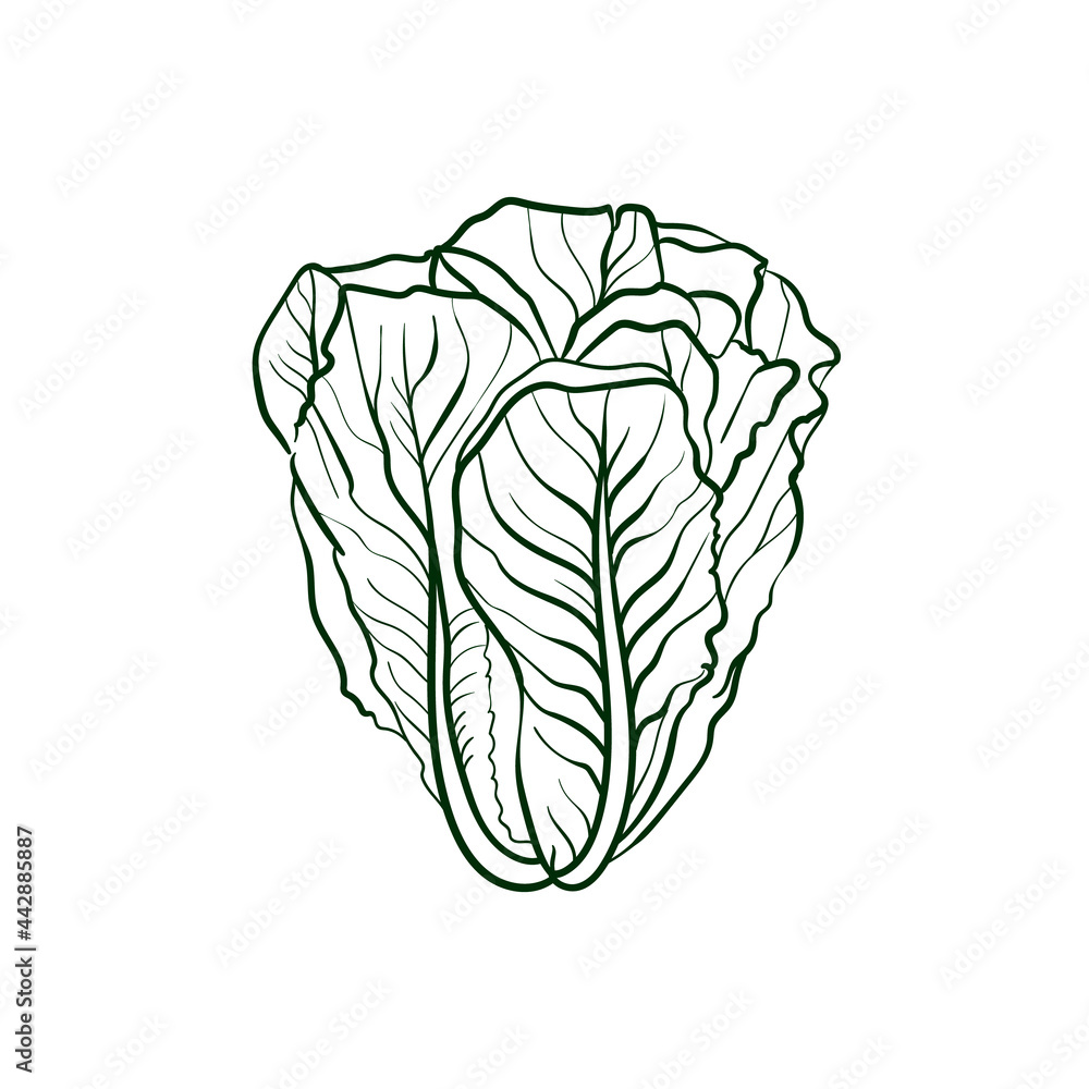 Fototapeta premium Romaine lettuce Line vector illustration. Detailed Food icon for mobile concept, print, menu, and web apps. For for restaurant, bar, vegan, healthy and organic food, market, farmers market.