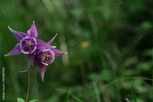 purple flowers on green himalayan meadow