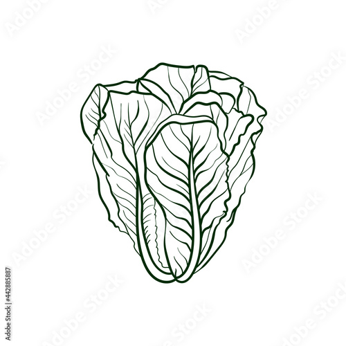 Romaine lettuce Line vector illustration. Detailed Food icon for mobile concept, print, menu, and web apps. For for restaurant, bar, vegan, healthy and organic food, market, farmers market.