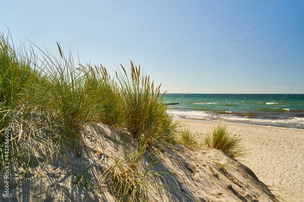 Küste mit Düne und Schilf am Sandstrand der Ostsee