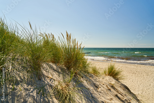 K  ste mit D  ne und Schilf am Sandstrand der Ostsee