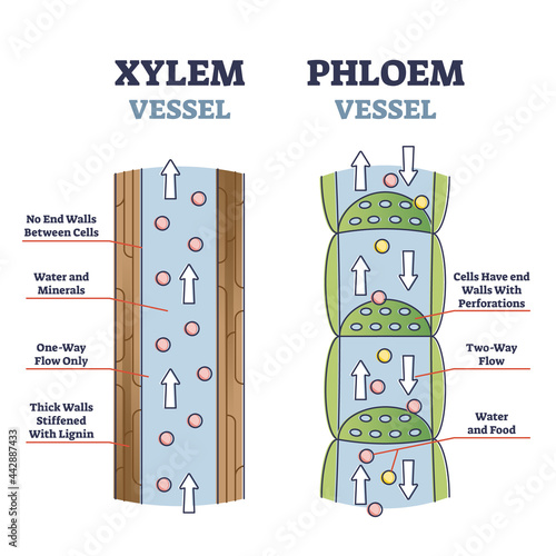 Xylem and phloem water and minerals transportation system outline diagram. Educational labeled anatomical scheme with vessel side cross section, structure and process explanation vector illustration. photo