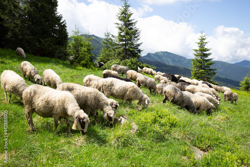 Flocks of sheep graze in the summer in the Ukrainian Carpathians Lysych mountain meadow, Marmara massif. Traditional sheep breeding in the Carpathians. Sheep on pasture on a background of mountains.