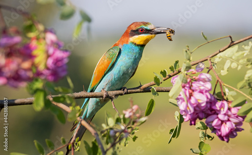 bee-eater on a branch with a wasp in its beak