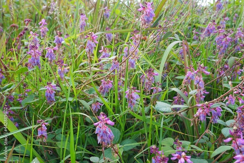 Desmodium flower is commonly named ticktrefoil, tick clover, hitch hikers or beggar.