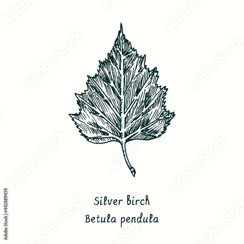 Silver birch (Betula pendula) leaf. Ink black and white doodle drawing in woodcut style.
