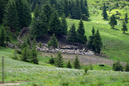 Flocks of sheep graze in the summer in the Ukrainian Carpathians Lysych mountain meadow, Marmara massif. Traditional sheep breeding in the Carpathians. Sheep on pasture on a background of mountains. photo