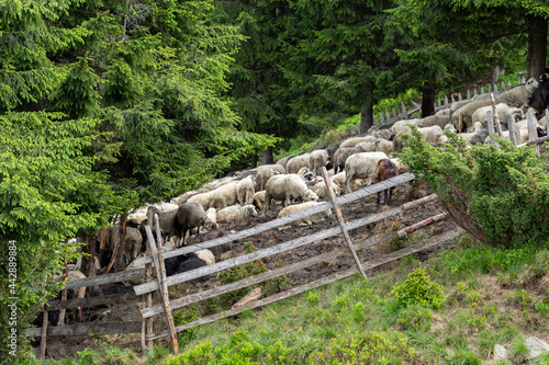 Fototapeta Naklejka Na Ścianę i Meble -  Flocks of sheep graze in the summer in the Ukrainian Carpathians Lysych mountain meadow, Marmara massif. Traditional sheep breeding in the Carpathians. Sheep on pasture on a background of mountains.