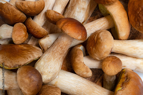 Brown cap Boletus Edulis background. A lot of edible mushrooms on a kitchen table. Nobody