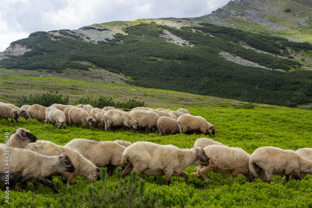 Fototapeta premium Flock of sheep