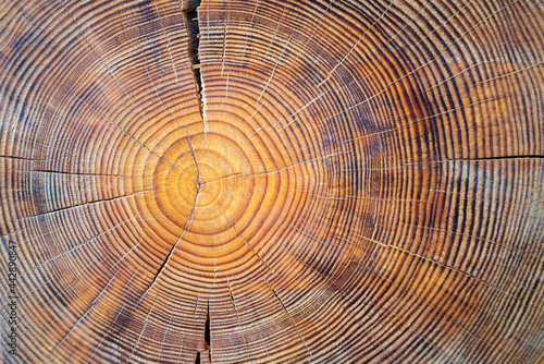 Closeup macro view of end cut wood tree section with cracks and annual rings. Natural organic texture with cracked and rough surface. Flat wooden surface with annual rings