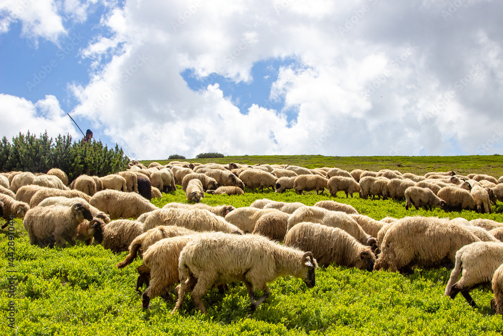 Obraz premium Flock of sheep