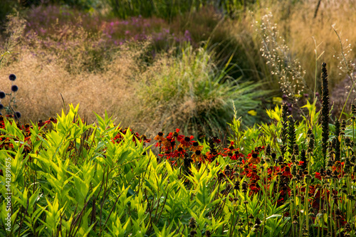 DEtail of the dutch wave garden De Vlinderhof in Utrecht with Amsonia and Helenium photo