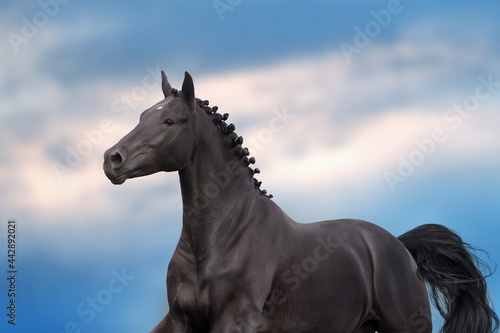 Black stallion with long beautiful mane run against sunset dark sky