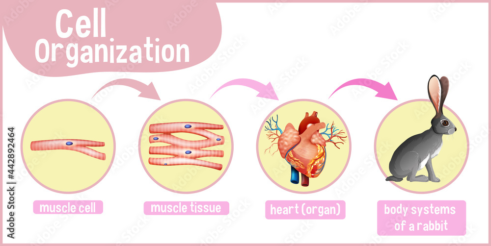 Diagram showing cell organization in a rabbit