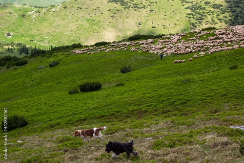 Flock of sheep in the mountains of Romania