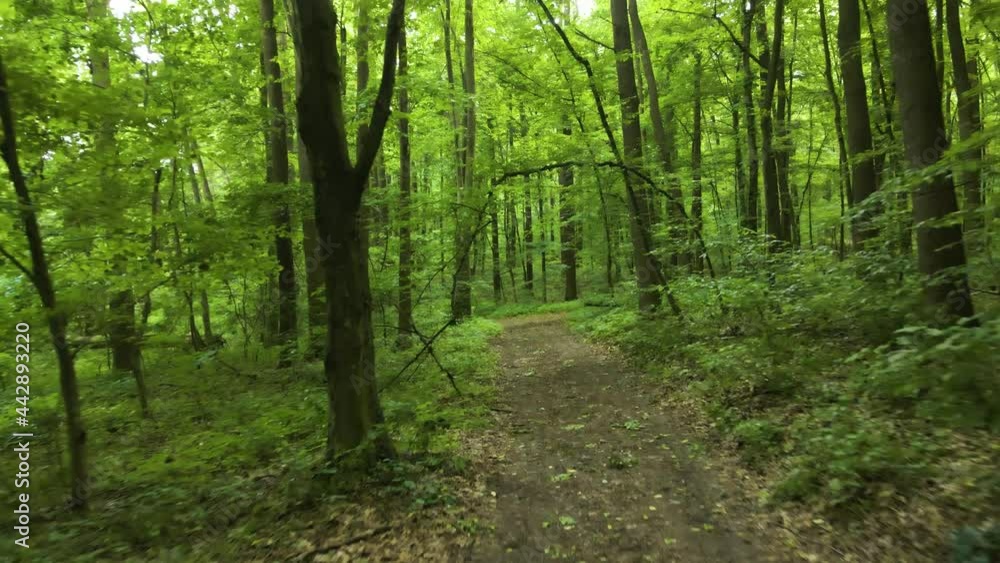 forest green deciduous flight of a drone through the trees