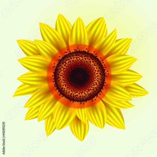 Fototapeta Naklejka Na Ścianę i Meble -  Sunflower Flower on a white background
