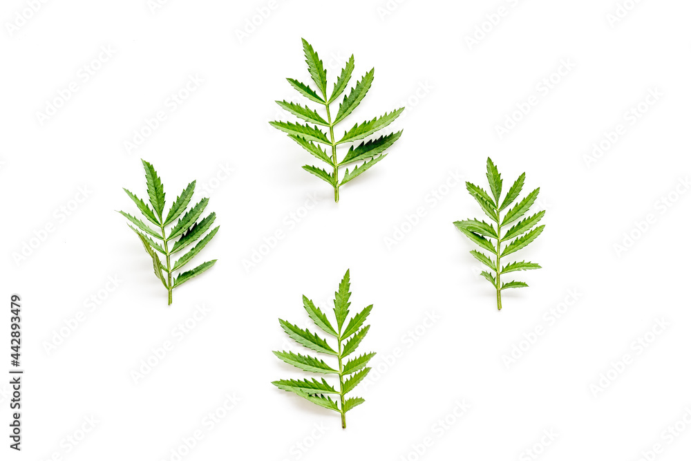 Fototapeta premium Green leaf pattern on white background. Top view