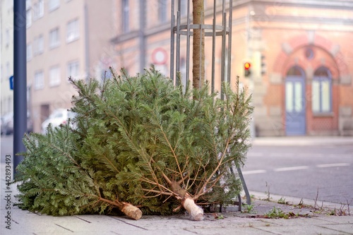 Obraz na płótnie Discarded old christmas trees after the Holiday on the sidewalk.
