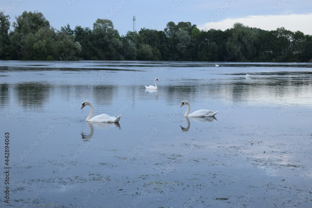 Des oiseaux blancs dans le lac