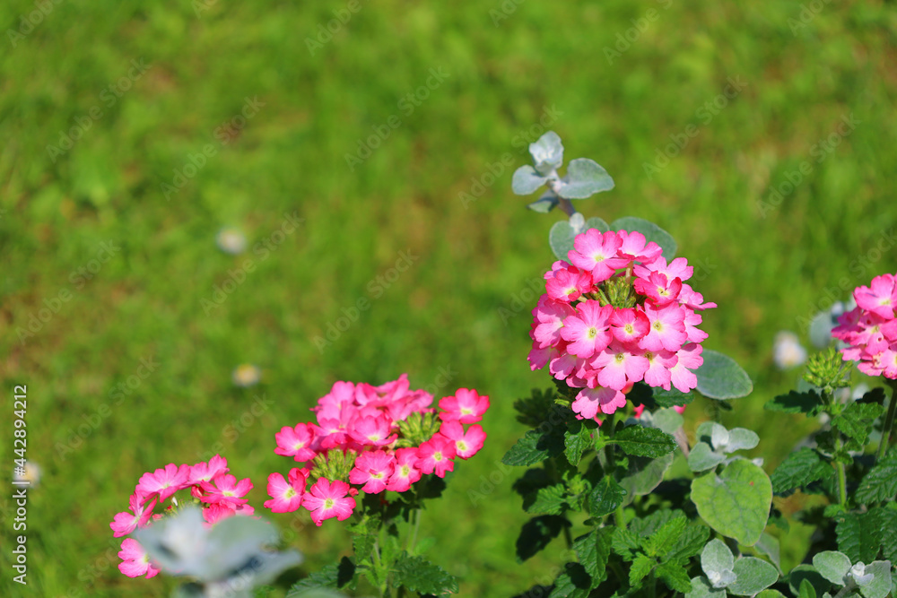 Bonn Germany June 2021 pink flowering verbena and liquorice strawflower against a green background in natural sunlight Bonn Germany June 2021 pink flowering verbena and liquorice strawflower against a green background in natural sunlight