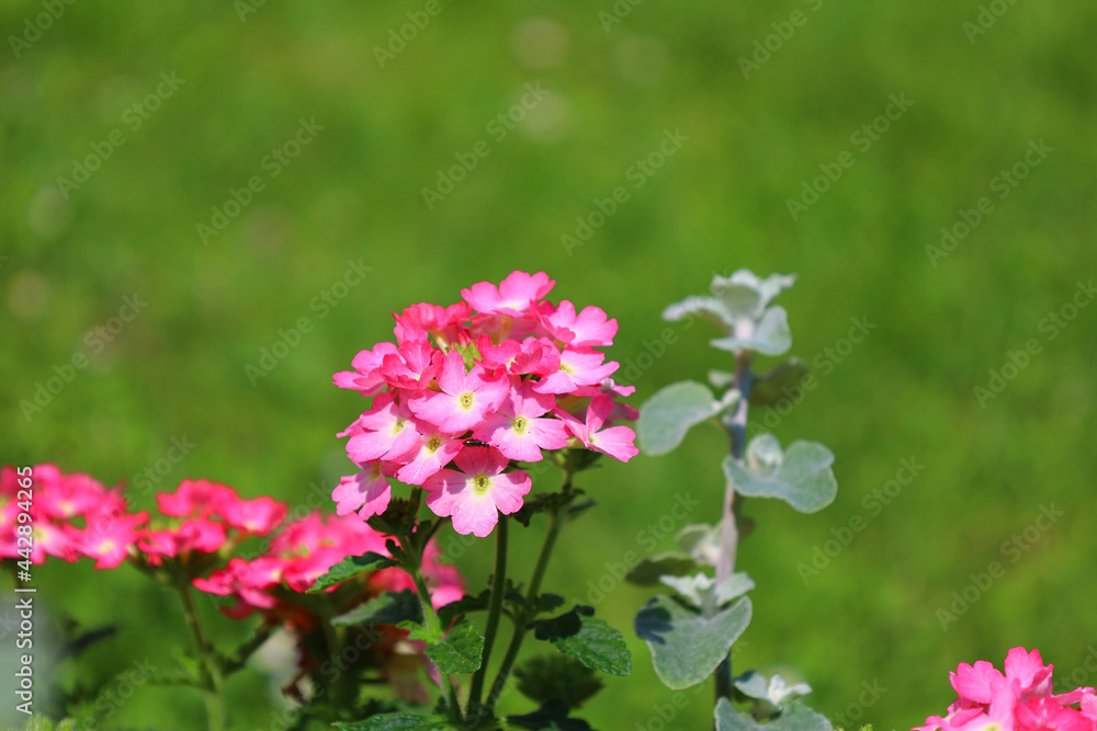 Bonn Germany June 2021 pink flowering verbena and liquorice strawflower against a green background in natural sunlight Bonn Germany June 2021 pink flowering verbena and liquorice strawflower against a green background in natural sunlight
