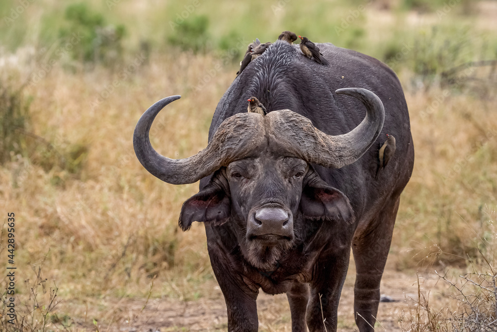 Lone buffalo with huge horns facing camera and standing in African bush
