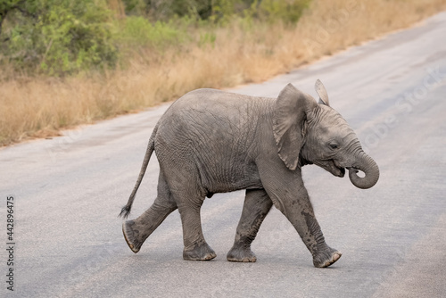Cute baby elephant with trunk curled into mouth walking across the road in the African bush.