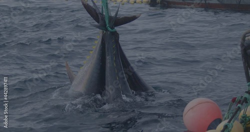 Fishermen fishing tuna fish (bluefin) from a fishing boat slow motion 4k