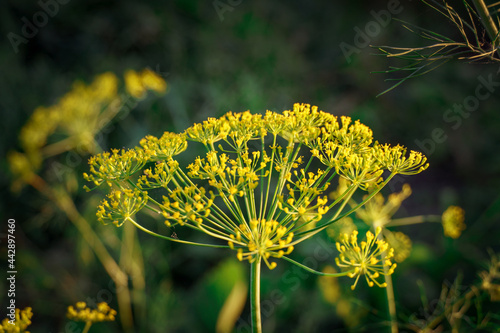 blooming dill. green background with dill flowers
