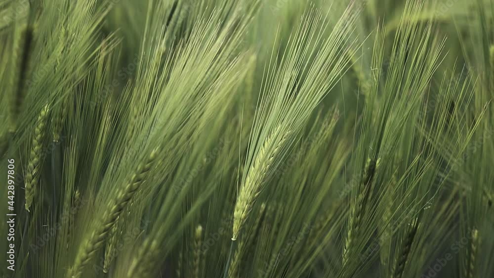Ripening ears of meadow wheat field. Rich harvest Concept. Slow motion Wheat field. Ears of green wheat close up. Ripening ears of meadow wheat field. Rich harvest Concept. Slow motion Wheat field. Ears of green wheat close up.